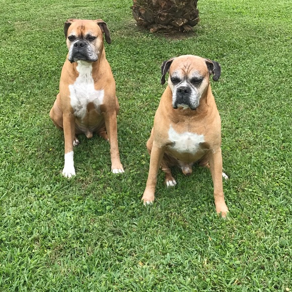 OVER 5LBS ADDITIONAL CHARGE. - Picture 5 of 9